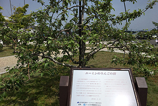 花巻空港にあるユーミンのりんごの樹