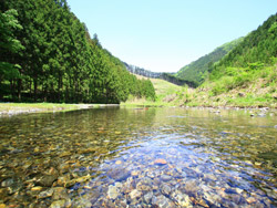 사노시