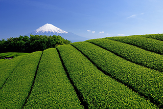 富士山と茶畑