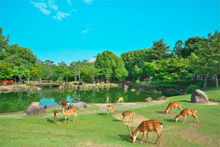 킨테츠 나라