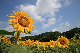 히로시마 북부 (미요시, 게이호쿠)