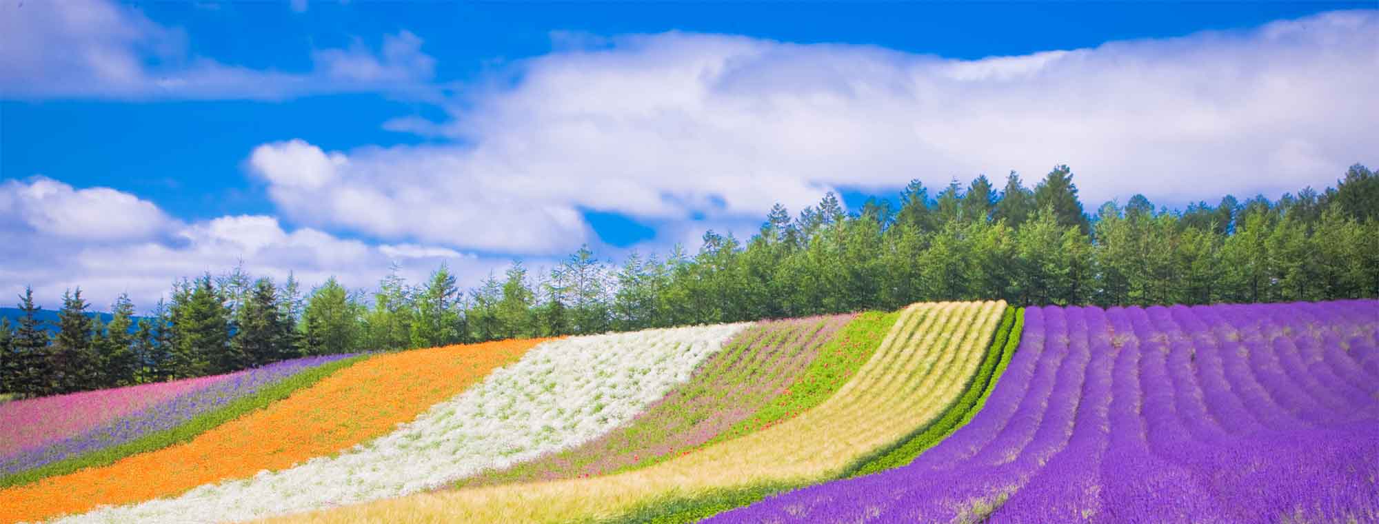 背景