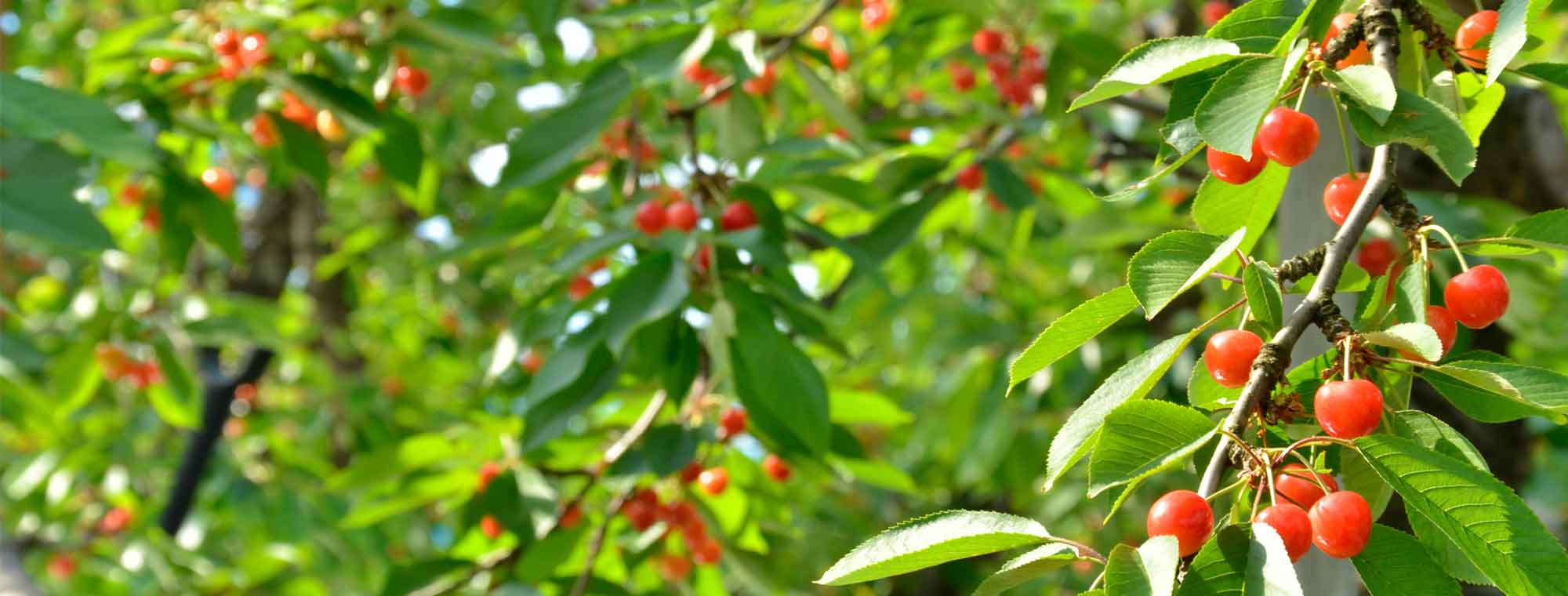 背景
