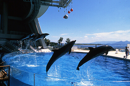 イルカショー