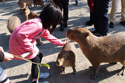 カワウソと触れ合う子供