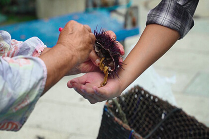 呼子朝一で食べられるウニ