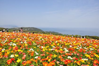 赤と黄色の花畑