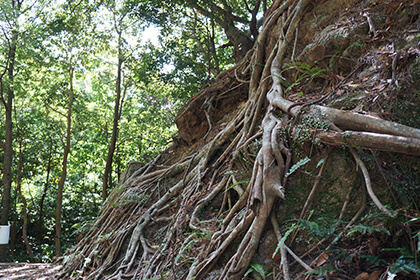 屋久島の森の大木