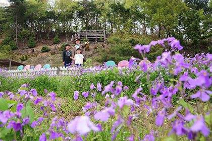 紫ハナナが咲くフラワーパーク