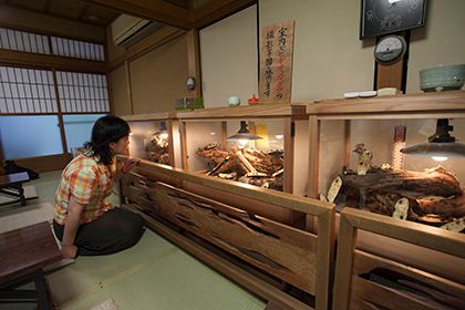 鈴虫を眺める女性