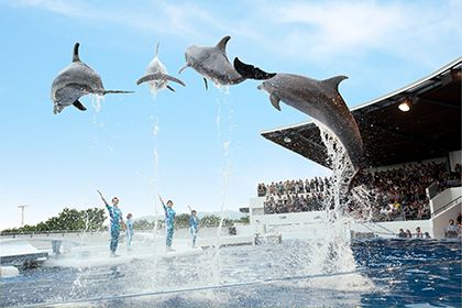 イルカジャンプ