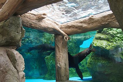 ゴマアザラシの水槽