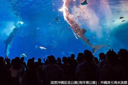 美ら海水族館の巨大水槽