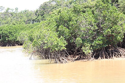 マングローブ