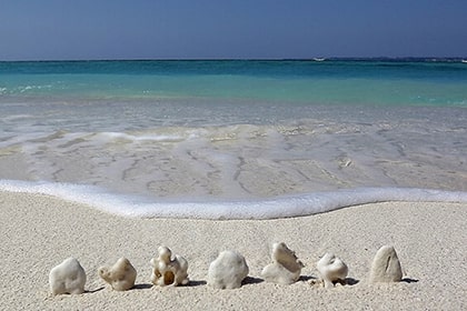 珊瑚が並んだ海岸