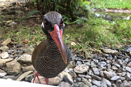 ヤンバルクイナ