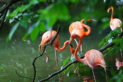 ネオパークオキナワ