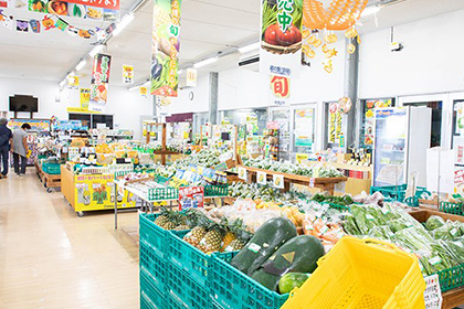 カルスト地形と植物