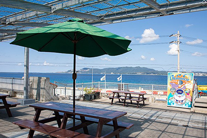 ガジュマルに触る男女