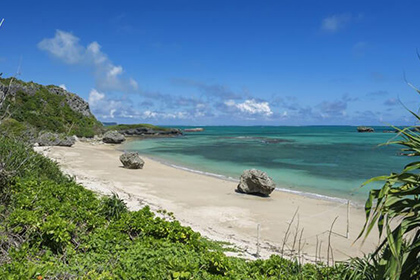 亜熱帯の植物の様子