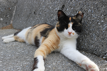 ガジュマルに触る男女