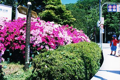 ツツジが咲く道